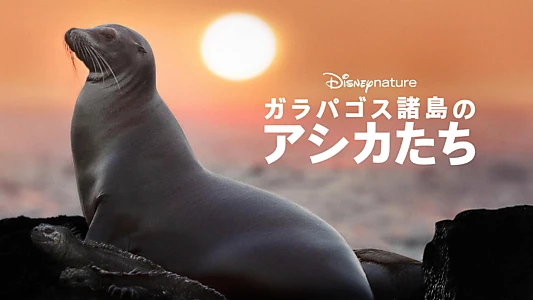 Sea Lions of the Galapagos