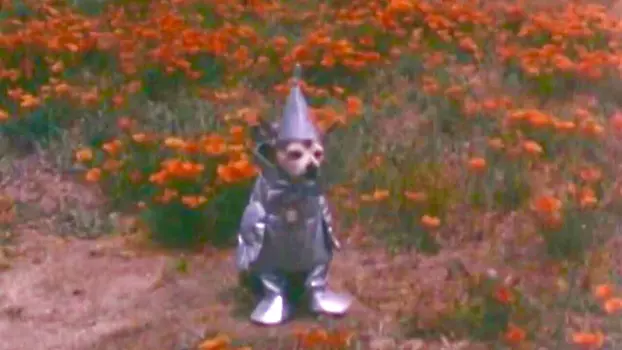 Watch The Tin Woodman's Home Movie #2: California Poppy Reserve, Antelope Valley Trailer