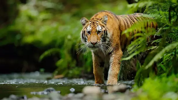 Watch Jungle Animal Rescue Trailer