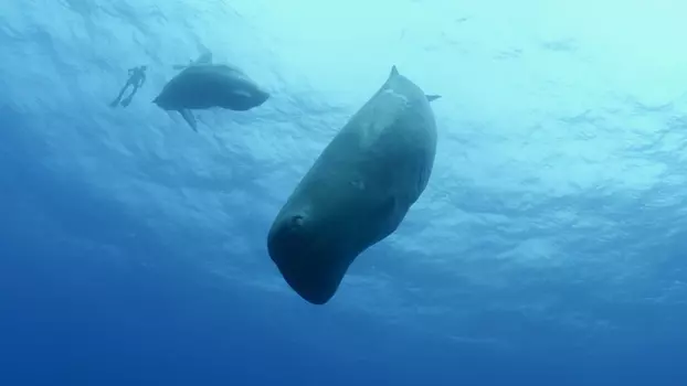 Song of the Sperm Whale