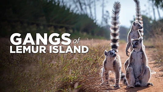 Watch Gangs of Lemur Island Trailer