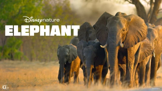 Watch Elephant Trailer