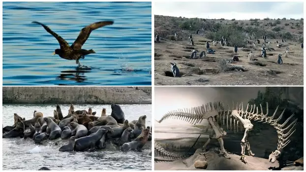 Patagonien 3D - Auf den Spuren von Charles Darwin: Von Buenos Aires bis Cabo dos Bahias