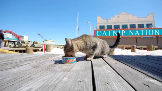 Watch Catnip Nation Trailer