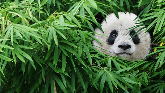 Watch Pandas Trailer