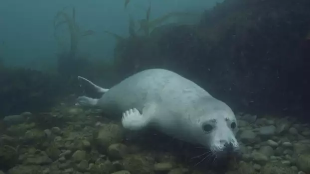 Grey Seals: A Journey of Survival