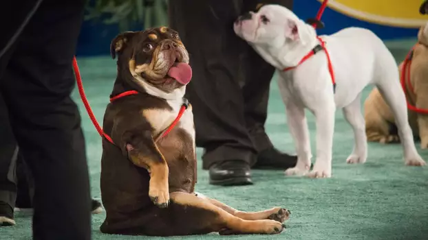 Watch The 2018 American Rescue Dog Show Trailer