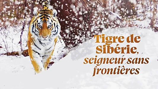 Siberian Tiger, The Secret Kingdom