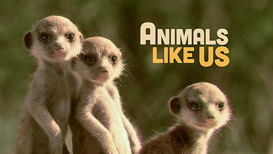 Animals Like Us