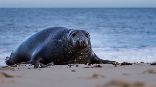 North Sea – Nature Untamed
