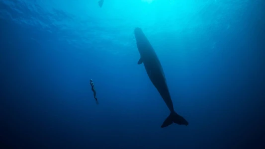 Freediver