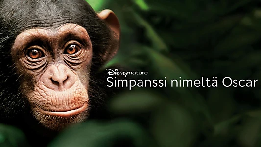 Chimpanzee