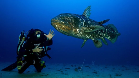 The Coelacanth, a dive into our origins