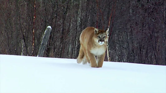 Cougar: On the Trail of the Ghost Cat