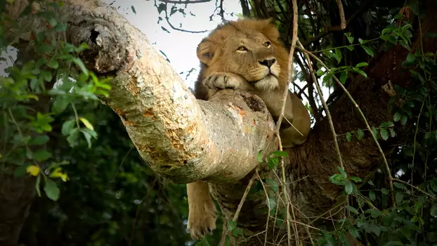 Tree Climbing Lions