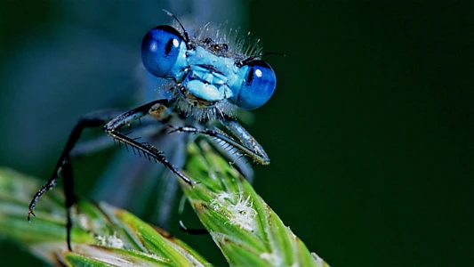 Life in the Undergrowth