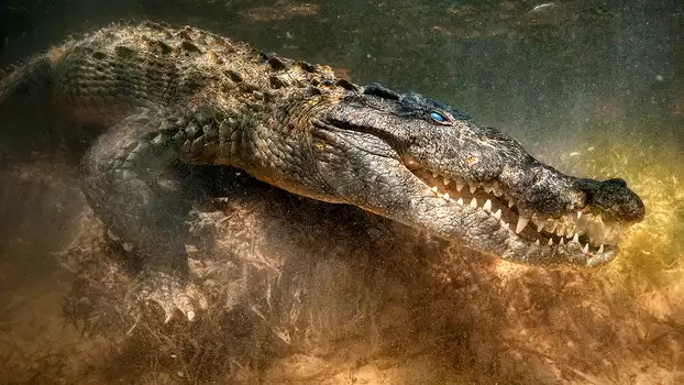 The Croc That Ate Jaws