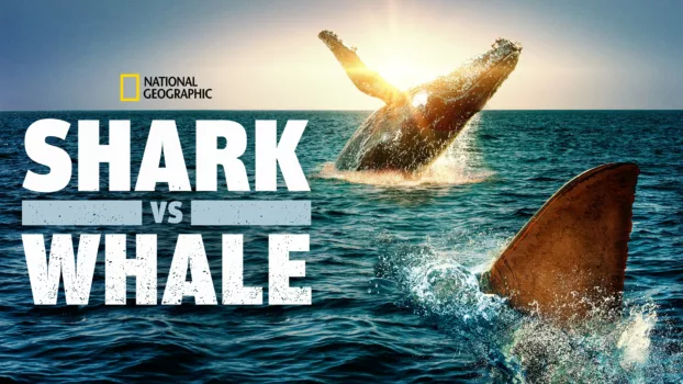 Shark Vs. Whale
