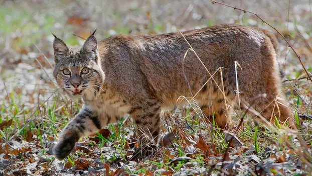 Wild Little Cats