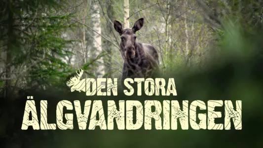 Den stora älgvandringen