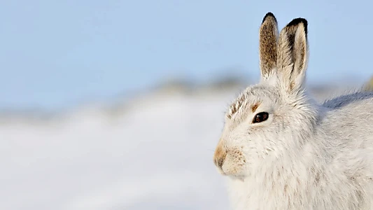 Scotland: The New Wild