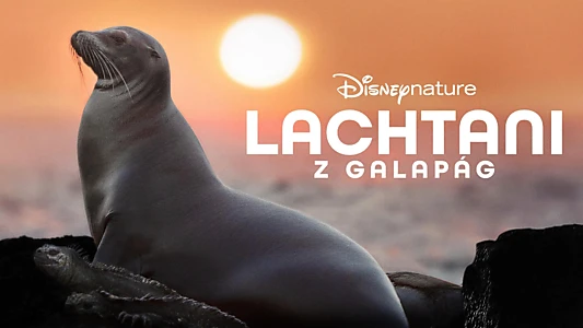 Sea Lions of the Galapagos