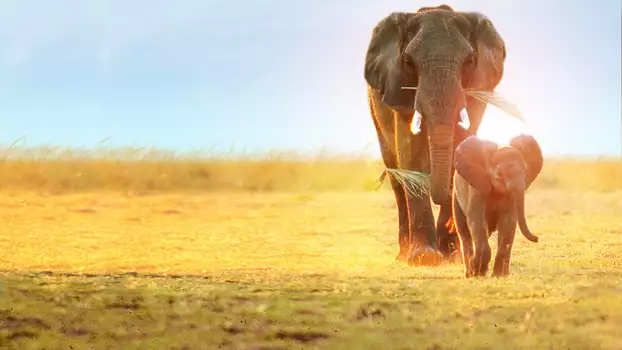 Watch Whispers: An Elephant's Tale Trailer