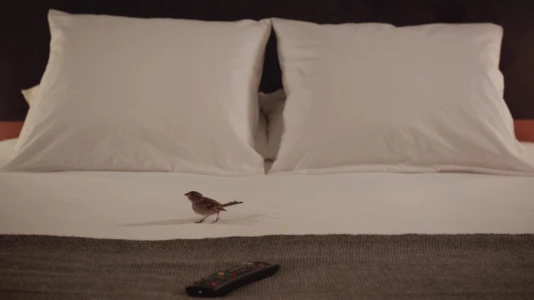 Watch Bird People Trailer