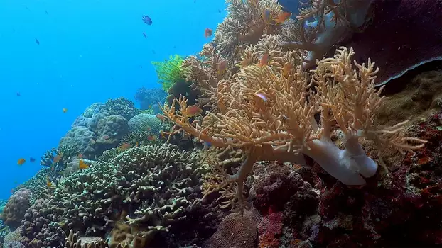 Ocean reefs aquariums (a vitual experience)