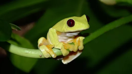 Watch Fabulous Frogs Trailer