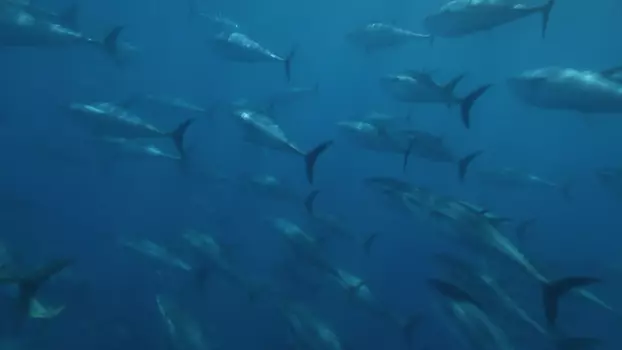 Superfish: Bluefin Tuna