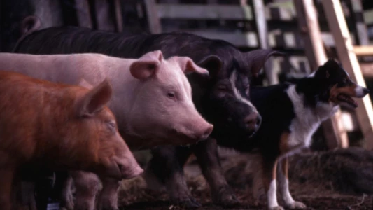 Watch Animal Farm Trailer
