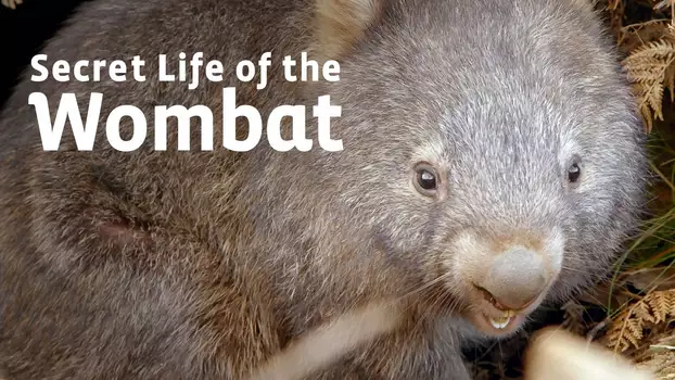 Secret Life of the Wombat