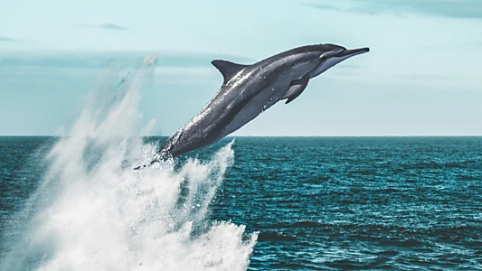 Watch Living Waters Trailer