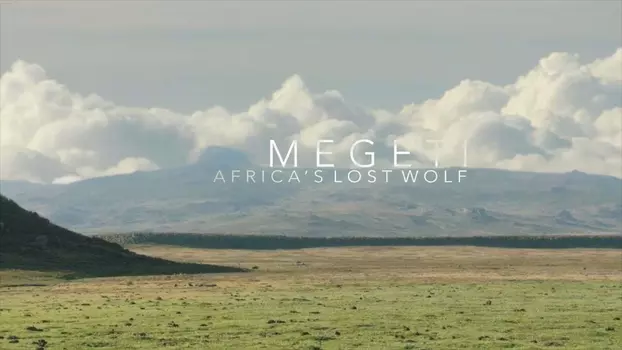 Megeti - Africa's Lost Wolf