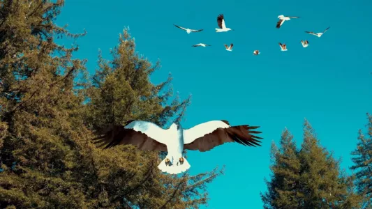 Watch Birdemic 3: Sea Eagle Trailer