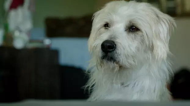 Watch Dog Bowl Trailer