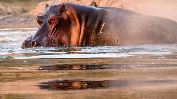 Watch Hippos after Dark Trailer