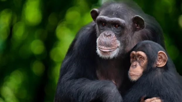 Watch Meet the Chimps Trailer