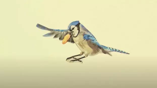 Watch The Light of the Sky Reflects off the Wings of a Blue Jay Trailer