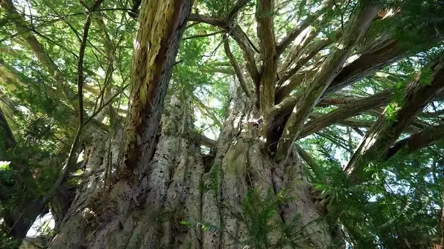 La Puissance de l’arbre avec Ernst Zürcher