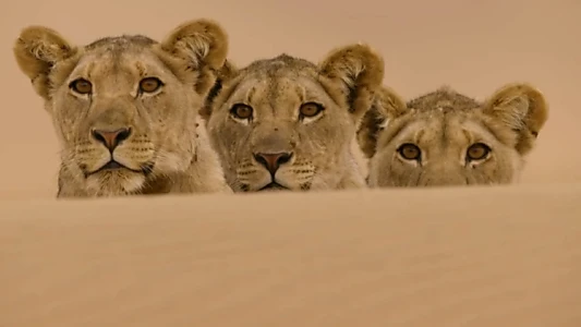 Desert Lions of the Namib - Departure and Return