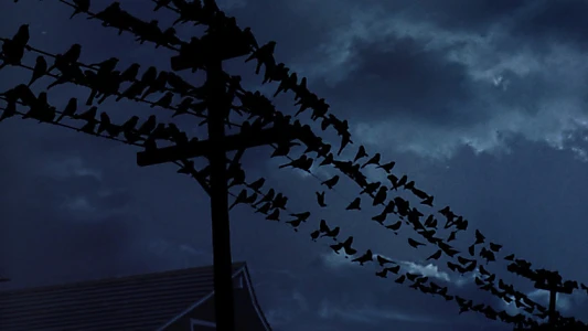 The Birds
