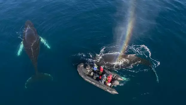 Watch Whales in a Changing Ocean Trailer