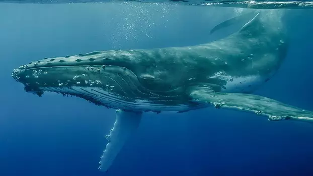 Das Wesen der Wale