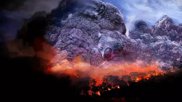 Watch Wild Australia: After the Fires Trailer