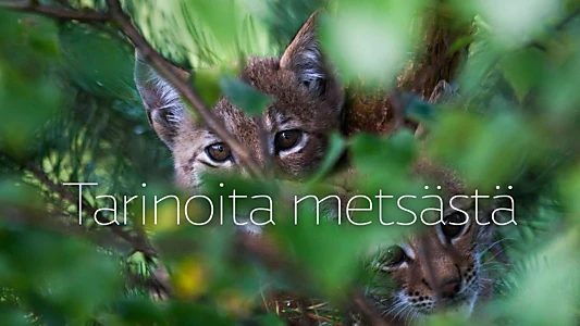 Tarinoita metsästä