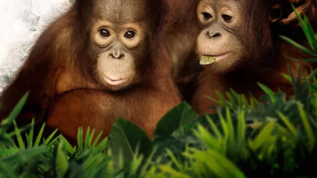 Watch Orangutan Jungle School Trailer