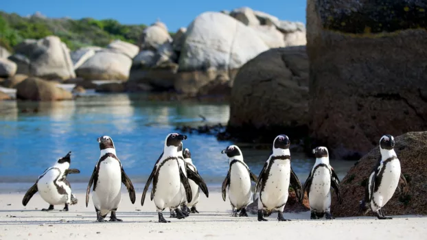 Watch Penguins: Meet the Family Trailer