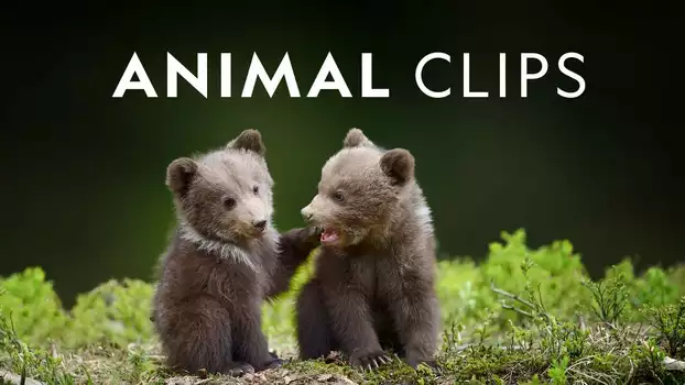 Animal Clips